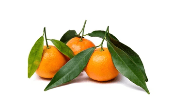 Mandarina Hoja