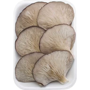 Seta Cultivada Bandeja