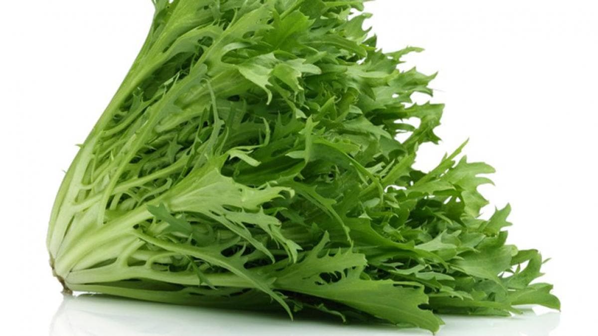 Achicoria