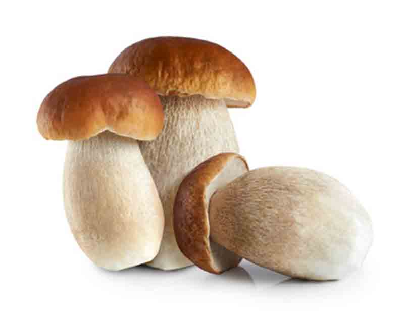 Seta Boletus