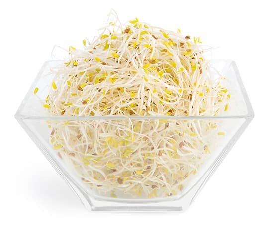 GERMINADO DE ALFALFA
