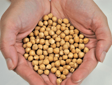 Garbanzo Castrosauco